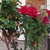 Rose bush in front yard