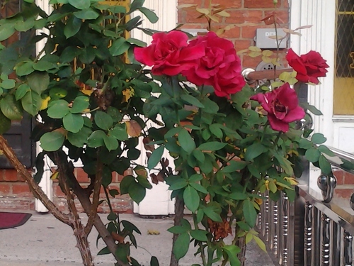 Rose bush in front yard