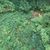 Evergreen maidenhair fern (Adiantum venustum)
