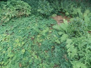 Evergreen maidenhair fern (Adiantum venustum)