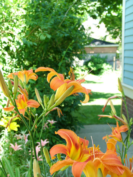 Tiger lilies (Lilium tigrinum)