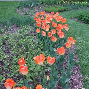 Flower beds in garden, tulips in foreground 